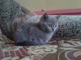 Кошки, котята Шотландская вислоухая, цена 1400 Грн., Фото