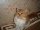 Кішки, кошенята Персидська, ціна 400 Грн., Фото