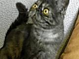 Кошки, котята Экзотическая короткошерстная, цена 4800 Грн., Фото