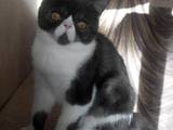 Кошки, котята Экзотическая короткошерстная, цена 4100 Грн., Фото