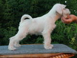Собаки, щенки Цвергшнауцер, цена 10000 Грн., Фото
