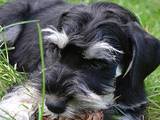Собаки, щенята Цвергшнауцер, ціна 2900 Грн., Фото
