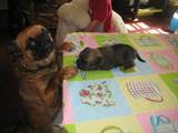 Собаки, щенки Брабантский гриффон, цена 4000 Грн., Фото