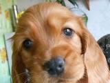 Собаки, щенки Английский коккер, цена 1000 Грн., Фото