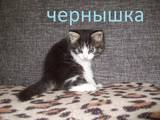 Кошки, котята Сибирская, Фото