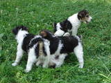 Собаки, щенята Жорсткошерстий фокстер'єр, ціна 900 Грн., Фото
