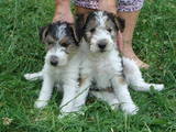Собаки, щенки Жесткошерстный фокстерьер, цена 900 Грн., Фото
