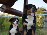 Собаки, щенята Великий Швейцарський зенненхунд, ціна 32000 Грн., Фото