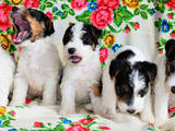 Собаки, щенки Жесткошерстный фокстерьер, цена 20000 Грн., Фото