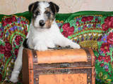 Собаки, щенята Жорсткошерстий фокстер'єр, ціна 20000 Грн., Фото