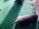 Кішки, кошенята Корат, ціна 300 Грн., Фото