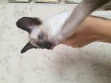 Кошки, котята Сиамская, цена 5000 Грн., Фото