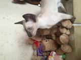Кошки, котята Сиамская, цена 5000 Грн., Фото