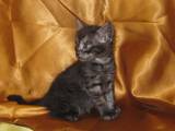 Кішки, кошенята Манчкин, ціна 1 Грн., Фото