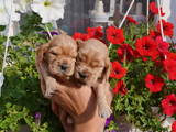 Собаки, щенки Английский коккер, цена 1000 Грн., Фото