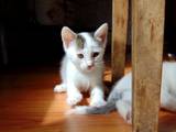 Кошки, котята Турецкая ангора, цена 20 Грн., Фото