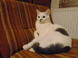 Кішки, кошенята Турецька Ангора, ціна 20 Грн., Фото