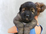 Собаки, щенята Кавказька вівчарка, ціна 8500 Грн., Фото
