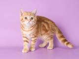 Кошки, котята Шотландская короткошерстная, цена 5000 Грн., Фото