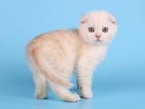 Кошки, котята Шотландская вислоухая, цена 2800 Грн., Фото