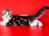 Кішки, кошенята Шотландська висловуха, ціна 2800 Грн., Фото