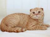 Кішки, кошенята Шотландська висловуха, ціна 2800 Грн., Фото