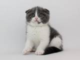 Кошки, котята Шотландская вислоухая, цена 2500 Грн., Фото
