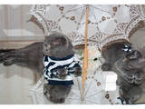 Кішки, кошенята Шотландська висловуха, ціна 1800 Грн., Фото