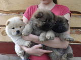 Собаки, щенята Чау-чау, ціна 6500 Грн., Фото