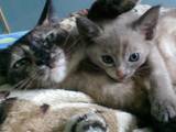 Кішки, кошенята Бурма, ціна 2500 Грн., Фото