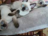 Кошки, котята Сиамская, цена 400 Грн., Фото