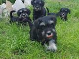 Собаки, щенки Цвергшнауцер, цена 5000 Грн., Фото