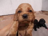 Собаки, щенята Англійський коккер, ціна 1000 Грн., Фото