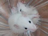 Грызуны Домашние крысы, цена 40 Грн., Фото