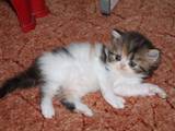 Кішки, кошенята Персидська, ціна 3000 Грн., Фото