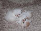 Кошки, котята Персидская, цена 3000 Грн., Фото