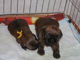 Собаки, щенки Брюссельский гриффон, цена 9500 Грн., Фото