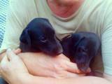 Собаки, щенки Грейхаунд, цена 5000 Грн., Фото