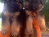Собаки, щенки Немецкая овчарка, цена 3000 Грн., Фото