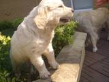 Собаки, щенята Золотистий ретрівер, ціна 2600 Грн., Фото