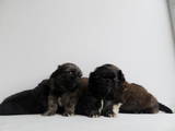 Собаки, щенки Пекинес, цена 1000 Грн., Фото