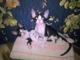 Кішки, кошенята Донський сфінкс, ціна 500 Грн., Фото