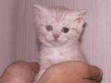 Кішки, кошенята Шотландська короткошерста, ціна 500 Грн., Фото