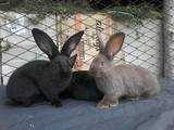 Гризуни Кролики, ціна 600 Грн., Фото