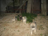 Собаки, щенки Западно-Сибирская лайка, цена 2500 Грн., Фото