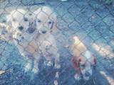 Собаки, щенята Англійський коккер, ціна 800 Грн., Фото