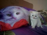 Кішки, кошенята Турецька Ангора, ціна 400 Грн., Фото