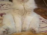 Кошки, котята Турецкая ангора, цена 400 Грн., Фото