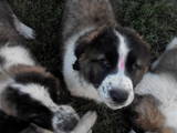 Собаки, щенки Московская сторожевая, цена 2750 Грн., Фото