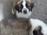 Собаки, щенки Московская сторожевая, цена 3000 Грн., Фото